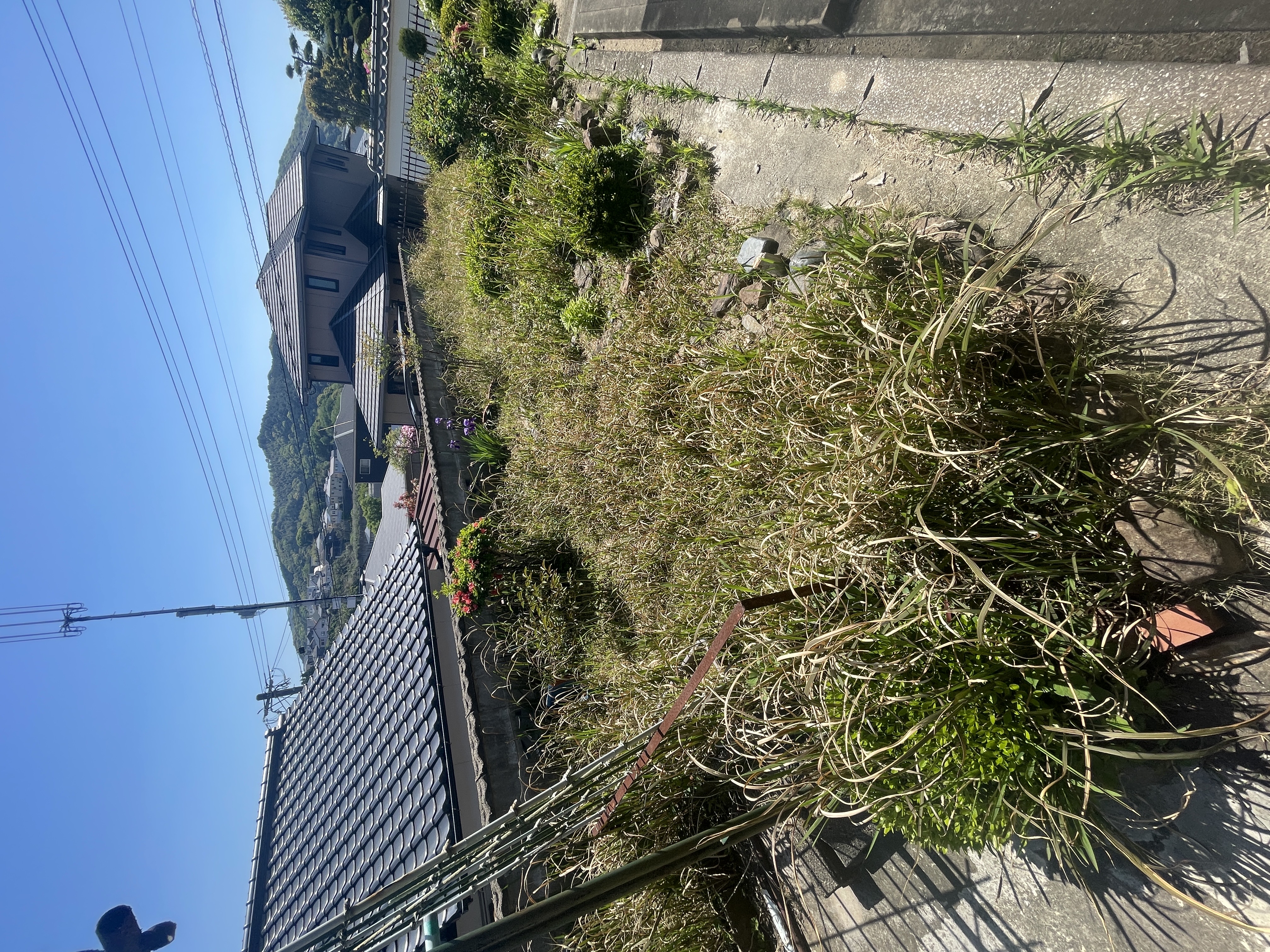 草